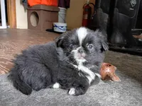 Mister, a male Japanese Chin and Pekingese for sale in Necedah, WI – Photo 2 of 7