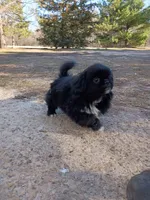 Biggie, a male Japanese Chin and Pekingese for sale in Necedah, WI – Photo 7 of 8