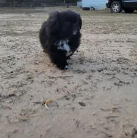 Biggie, a male Japanese Chin and Pekingese for sale in Necedah, WI – Photo 5 of 8
