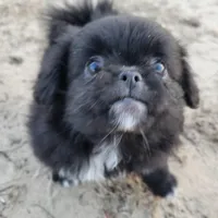 Biggie, a male Japanese Chin and Pekingese for sale in Necedah, WI – Photo 6 of 8