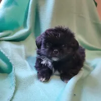 Biggie, a male Japanese Chin and Pekingese for sale in Necedah, WI – Photo 1 of 8