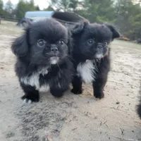 Biggie, a male Japanese Chin and Pekingese for sale in Necedah, WI – Photo 4 of 8