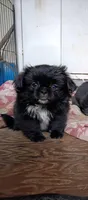 Biggie, a male Japanese Chin and Pekingese for sale in Necedah, WI – Photo 8 of 8