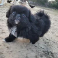 Biggie, a male Japanese Chin and Pekingese for sale in Necedah, WI – Photo 3 of 8