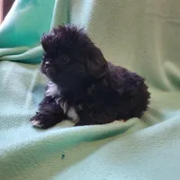 Biggie, a male Japanese Chin and Pekingese for sale in Necedah, WI – Photo 2 of 8