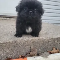 Popper, a male Japanese Chin and Pekingese for sale in Necedah, WI – Photo 6 of 6