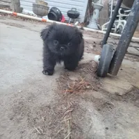 Popper, a male Japanese Chin and Pekingese for sale in Necedah, WI – Photo 2 of 6