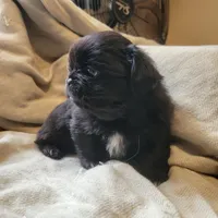 Popper, a male Japanese Chin and Pekingese for sale in Necedah, WI – Photo 3 of 6