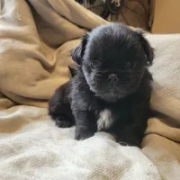 Popper, a male Japanese Chin and Pekingese for sale in Necedah, WI – Photo 4 of 6