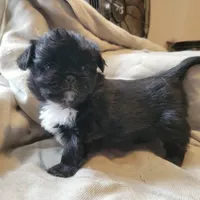 Rocker , a male Japanese Chin and Pekingese for sale in Necedah, WI – Photo 4 of 4