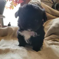 Rocker , a male Japanese Chin and Pekingese for sale in Necedah, WI – Photo 3 of 4