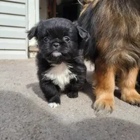 Rocker , a male Japanese Chin and Pekingese for sale in Necedah, WI – Photo 2 of 4