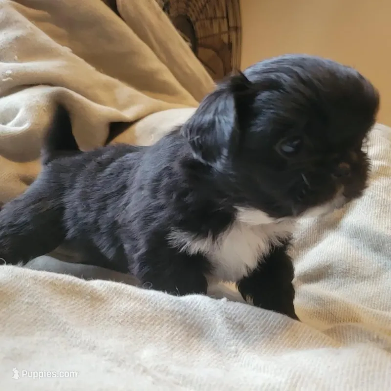 Rocker  – Japanese Chin, Pekingese puppy for sale in Necedah, WI