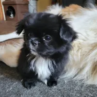 Missy, a female Japanese Chin and Pekingese for sale in Necedah, WI – Photo 1 of 6