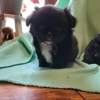 Missy, a female Japanese Chin and Pekingese for sale in Necedah, WI – Photo 2 of 6