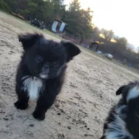 Missy, a female Japanese Chin and Pekingese for sale in Necedah, WI – Photo 5 of 6
