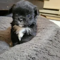 Missy, a female Japanese Chin and Pekingese for sale in Necedah, WI – Photo 4 of 6