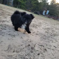 Missy, a female Japanese Chin and Pekingese for sale in Necedah, WI – Photo 6 of 6