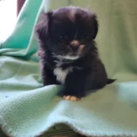 Spud, a male Japanese Chin and Pekingese for sale in Necedah, WI – Photo 5 of 6