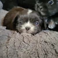 Spud, a male Japanese Chin and Pekingese for sale in Necedah, WI – Photo 4 of 6