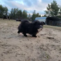 Spud, a male Japanese Chin and Pekingese for sale in Necedah, WI – Photo 2 of 6