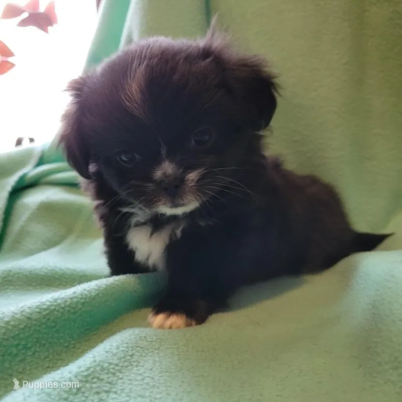 Spud – Japanese Chin, Pekingese puppy for sale in Necedah, WI