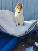 Della, a female Collie for sale in Necedah, WI – Photo 4 of 4