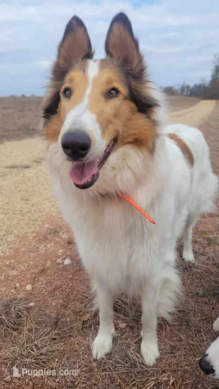 Della – Collie puppy for sale in Necedah, WI