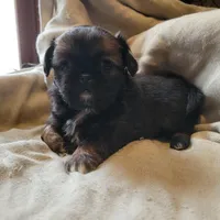 Jazzy, a female Japanese Chin and Pekingese for sale in Necedah, WI – Photo 3 of 5