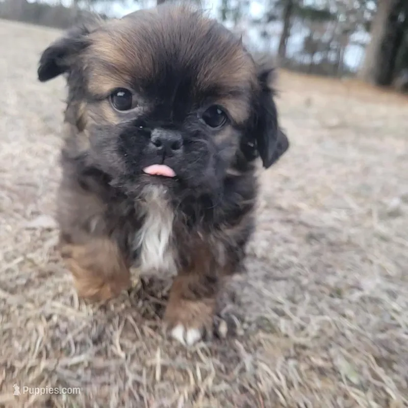Jazzy – Japanese Chin, Pekingese puppy for sale in Necedah, WI