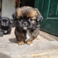 Jazzy, a female Japanese Chin and Pekingese for sale in Necedah, WI – Photo 2 of 5
