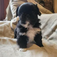 Indie, a female Japanese Chin and Pekingese for sale in Necedah, WI – Photo 9 of 9