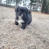 Indie, a female Japanese Chin and Pekingese for sale in Necedah, WI – Photo 1 of 9