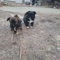 Indie, a female Japanese Chin and Pekingese for sale in Necedah, WI – Photo 4 of 9