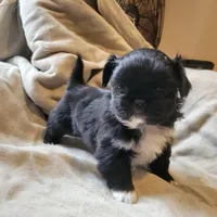 Indie, a female Japanese Chin and Pekingese for sale in Necedah, WI – Photo 7 of 9