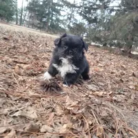 Indie, a female Japanese Chin and Pekingese for sale in Necedah, WI – Photo 5 of 9