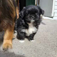 Indie, a female Japanese Chin and Pekingese for sale in Necedah, WI – Photo 3 of 9