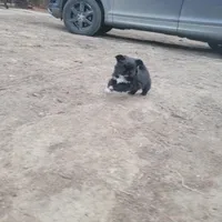 Indie, a female Japanese Chin and Pekingese for sale in Necedah, WI – Photo 6 of 9