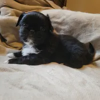 Indie, a female Japanese Chin and Pekingese for sale in Necedah, WI – Photo 8 of 9