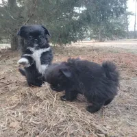 Indie, a female Japanese Chin and Pekingese for sale in Necedah, WI – Photo 2 of 9