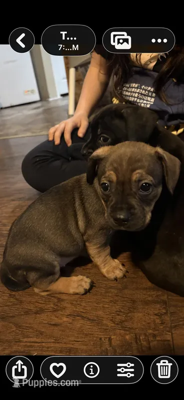 Orange  – French Bulldog, Dachshund puppy for sale in Summerville, SC