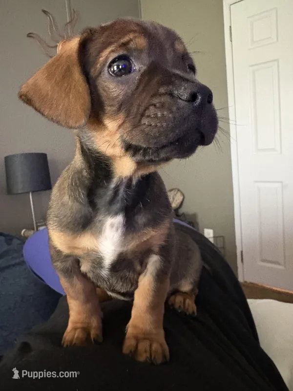 Green  – French Bulldog, Dachshund puppy for sale in Summerville, SC