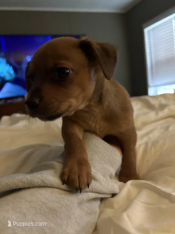 Blue – Chiweenie puppy for sale in Summerville, SC