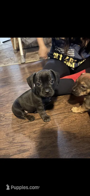 Grey  – French Bulldog, Dachshund puppy for sale in Summerville, SC