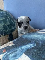 Pepper, a female Australian Cattle Dog for sale in Lake Elsinore, CA – 1 of 5