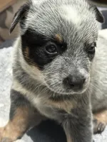 Pepper, a female Australian Cattle Dog for sale in Lake Elsinore, CA – 3 of 5