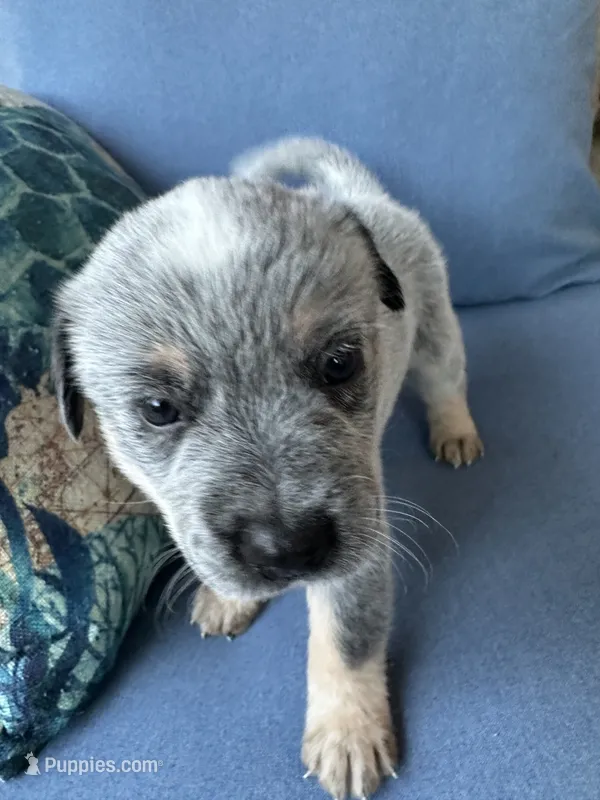 Dash – Australian Cattle Dog, American Pit Bull Terrier puppy for sale in Lake Elsinore, CA