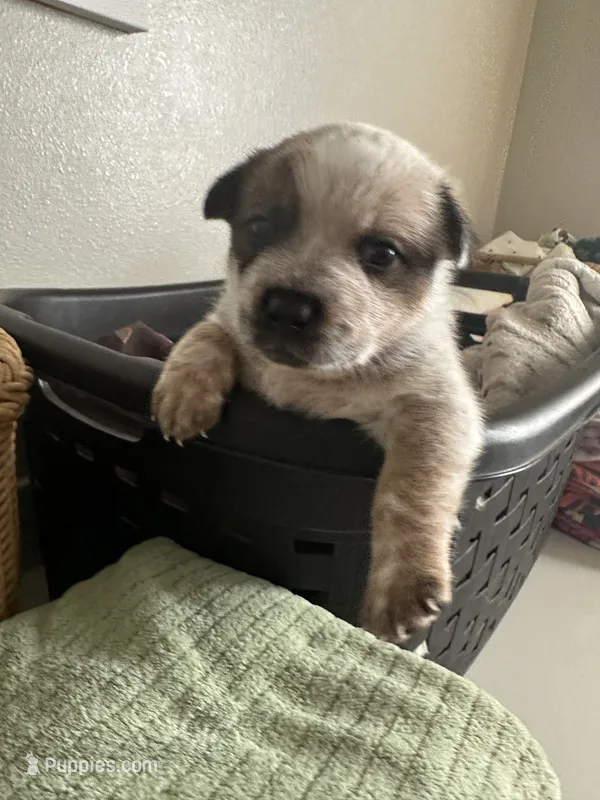 Summerly – Australian Cattle Dog, American Pit Bull Terrier puppy for sale in Lake Elsinore, CA