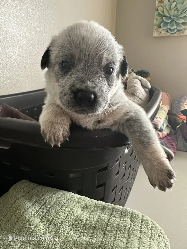 Dash – Australian Cattle Dog, American Pit Bull Terrier puppy for sale in Lake Elsinore, CA
