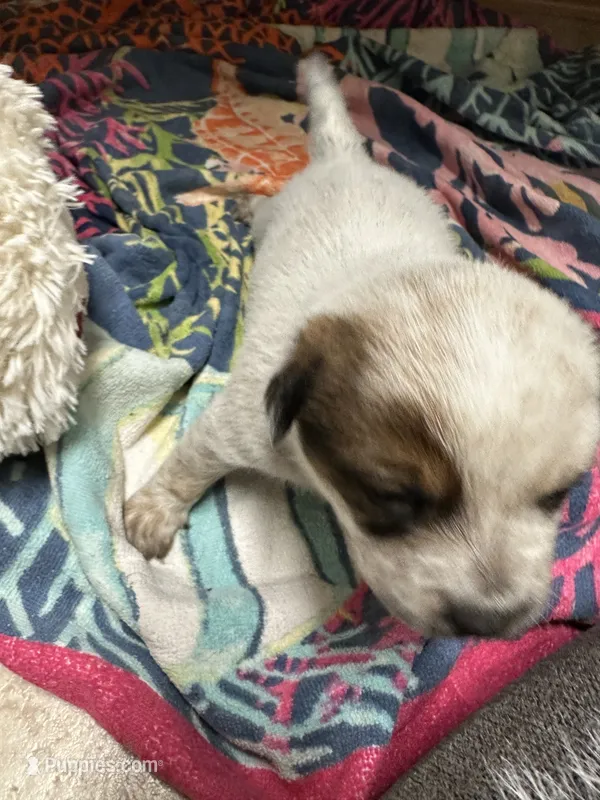 Summerly – Australian Cattle Dog, American Pit Bull Terrier puppy for sale in Lake Elsinore, CA